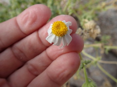 Perityle crassifolia