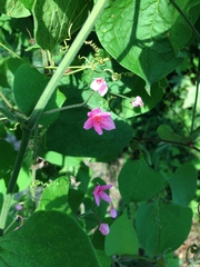 Antigonon cinerascens