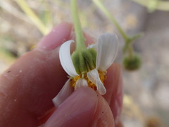 Perityle crassifolia