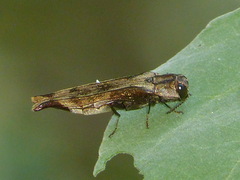 Agrilus langei