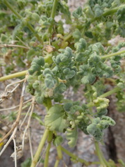 Perityle crassifolia