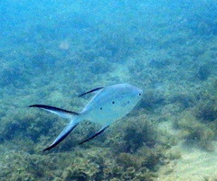 Trachinotus baillonii