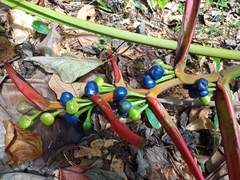 Heliconia aemygdiana