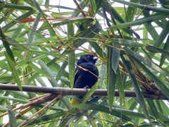 Cassiculus melanicterus