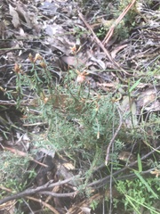 Pultenaea reflexifolia