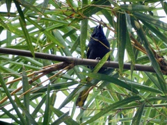 Cassiculus melanicterus