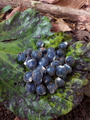 Heliconia trichocarpa