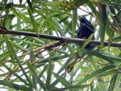 Cassiculus melanicterus