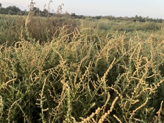 Atriplex serenana serenana