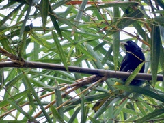 Cassiculus melanicterus