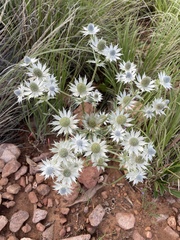 Eryngium heterophyllum