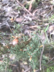 Pultenaea reflexifolia