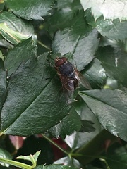 Calliphora