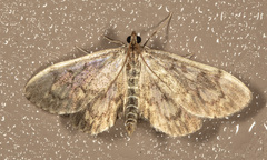 Anania tertialis