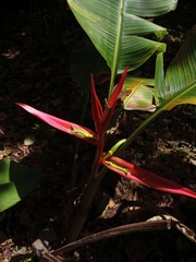 Heliconia aemygdiana