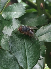 Calliphora