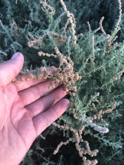 Atriplex serenana serenana