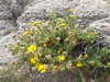 Cape Tansy-Aster - Photo no rights reserved, uploaded by Erica Krimmel