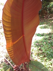 Heliconia imbricata