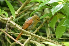 Cranioleuca erythrops