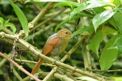 Cranioleuca erythrops