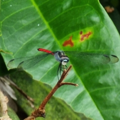 Lathrecista asiatica