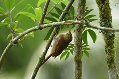 Cranioleuca erythrops