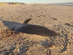 Delphinoidea