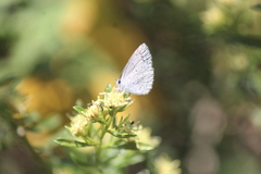 Celastrina echo gozora