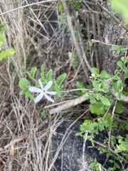 Jasminum stenolobum