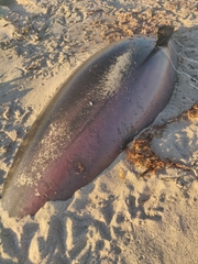 Delphinoidea