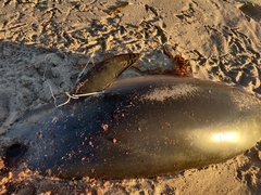 Delphinoidea