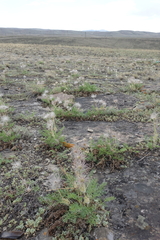 Pulsatilla turczaninovii
