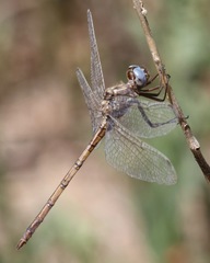 Macrothemis inacuta