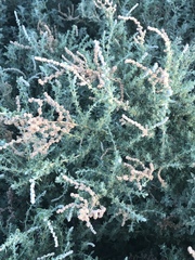 Atriplex serenana serenana