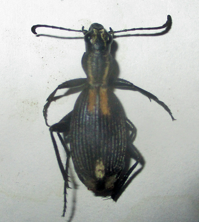 Piezia angusticollis