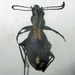 Piezia angusticollis - Photo Ningún derecho reservado, subido por Botswanabugs