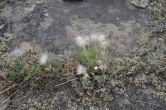 Pulsatilla turczaninovii