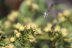 Celastrina echo gozora