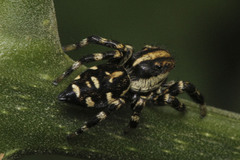 Phiale guttata