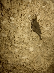 Paratettix mexicanus