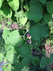 Antigonon cinerascens