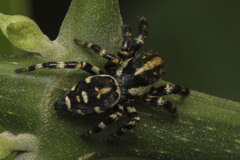 Phiale guttata