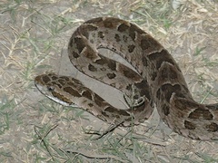 Bothrops mattogrossensis