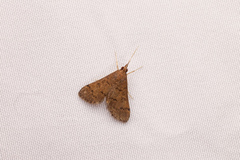 Piletocera macroperalis