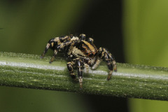 Phiale guttata