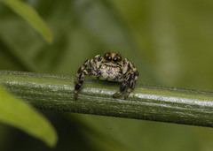 Phiale guttata