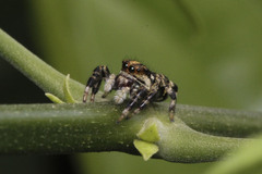 Phiale guttata