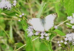 Heliopetes laviana