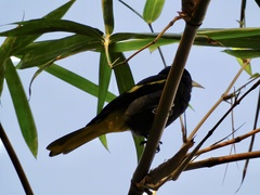 Cassiculus melanicterus